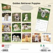 Calendrier 2026 Chien Race Golden Retriever Chiots