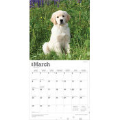 Calendrier Papier 2026 Chien Race Golden Retriever Chiots
