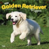 Calendrier Mural 2025 Chien Race Golden Retriever Chiots