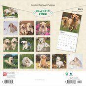 Calendrier 2025 Golden Retriever Chiots