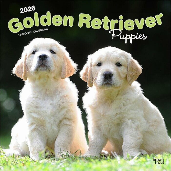 Calendrier Mural 2026 Chien Race Golden Retriever Chiots