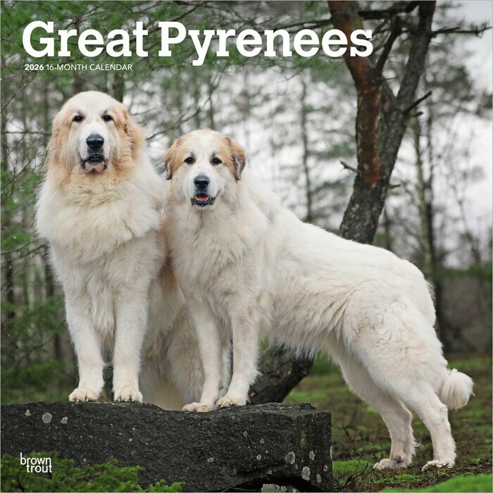 Calendrier 2025 Patou Montagne des Pyrenées