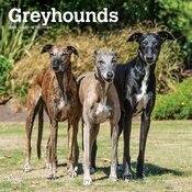 Calendrier Mural 2025 Chien Race Lévrier Greyhound