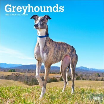 Calendrier 2025 Chien Race Lévrier Greyhound