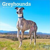 Calendrier Mural 2025 Chien Race Lévrier Greyhound