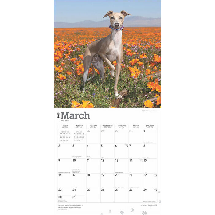 Calendrier 2025 Chien Race Petit Lvrier Italien