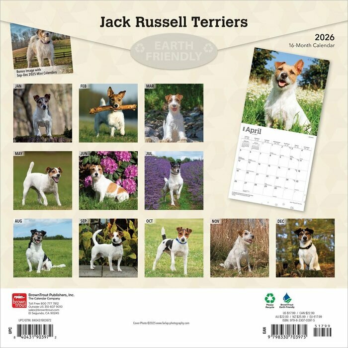 Calendrier 2025 Jack Russell Terrier