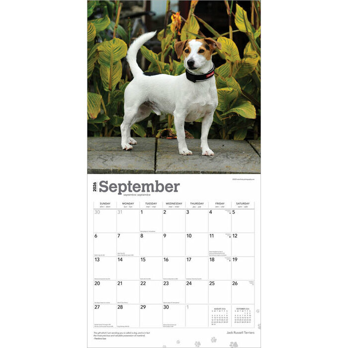 Calendrier 2025 Chien Race Jack Russell Terrier
