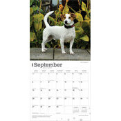 Calendrier 2025 Chien Race Jack Russell Terrier