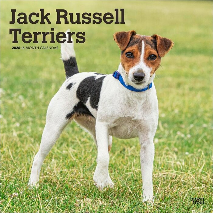 Calendrier Mural 2025 Chien Race Jack Russell Terrier