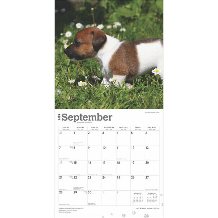 Calendrier 2025 Chien Race Jack Russell Terrier Chiots
