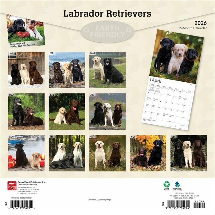 Calendrier Mural 2026 Chien Race Labrador Retriever