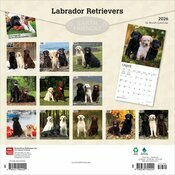 Calendrier Mural 2026 Chien Race Labrador Retriever