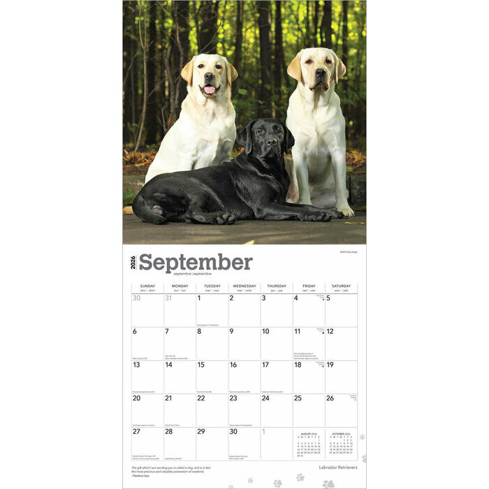 Calendrier Papier 2026 Chien Race Labrador Retriever