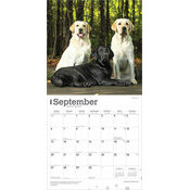 Calendrier Papier 2026 Chien Race Labrador Retriever