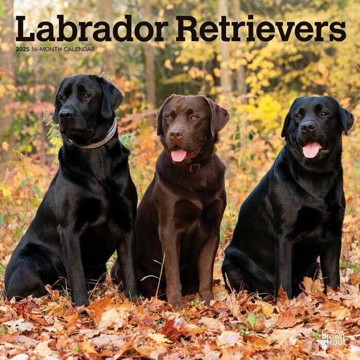 Calendrier Mural 2025 Chien Race Labrador Retriever