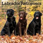 Calendrier Mural 2025 Chien Race Labrador Retriever