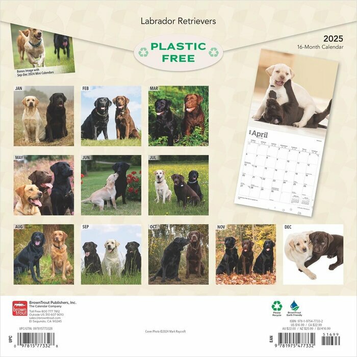 Calendrier 2025 Labrador Retriever