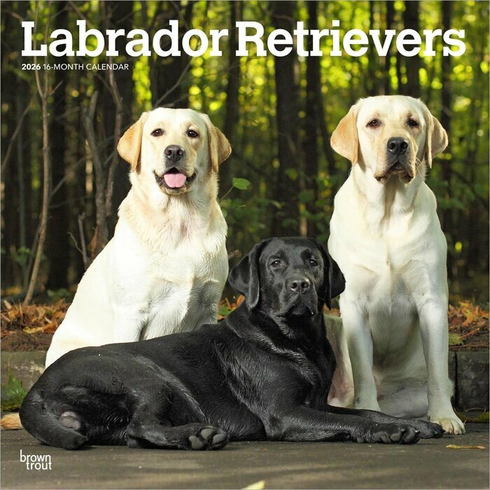 Calendrier 2026 Chien Race Labrador Retriever