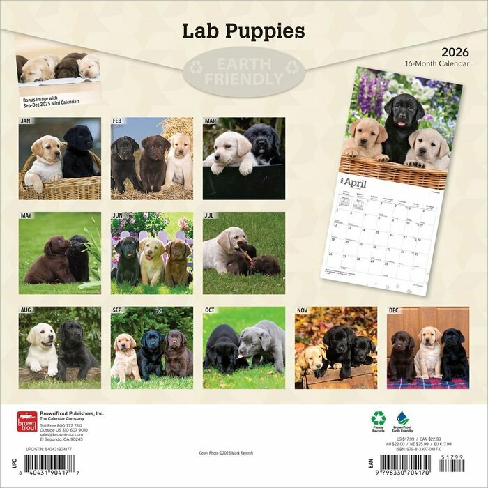 Calendrier 2026 Chien Race Labrador Retriever Chiots