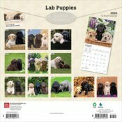 Calendrier 2026 Chien Race Labrador Retriever Chiots