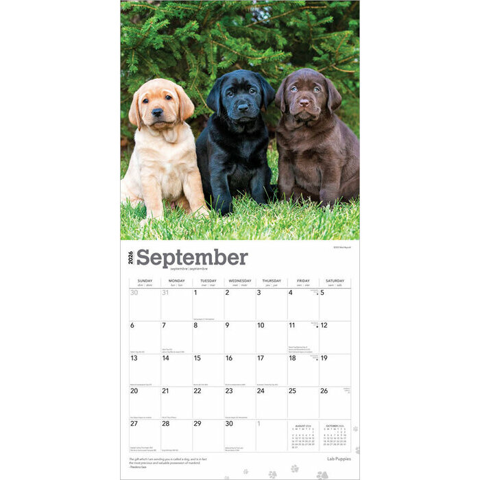 Calendrier Papier 2026 Chien Race Labrador Retriever Chiots