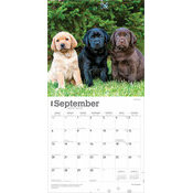 Calendrier Papier 2026 Chien Race Labrador Retriever Chiots