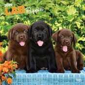 Calendrier Mural 2025 Chien Race Labrador Retriever Chiots