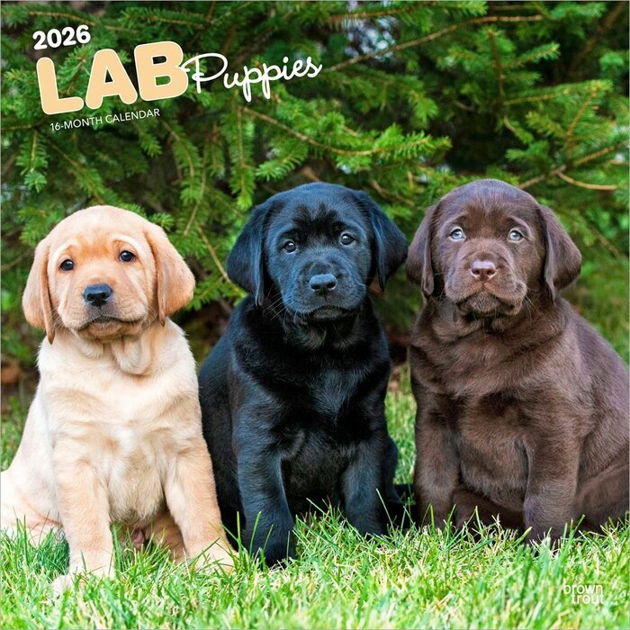 Calendrier Mural 2026 Chien Race Labrador Retriever Chiots