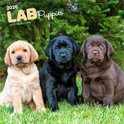 Calendrier Mural 2026 Chien Race Labrador Retriever Chiots