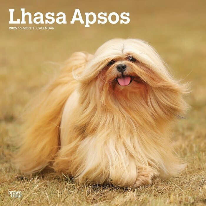 Calendrier 2025 Chien Race Lhassa Apso Tibet