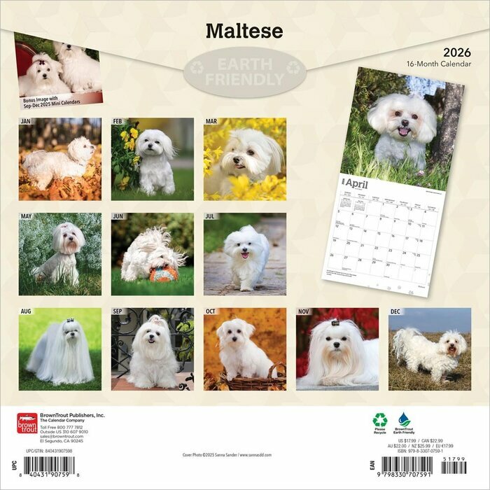Calendrier 2025 Bichon Maltais
