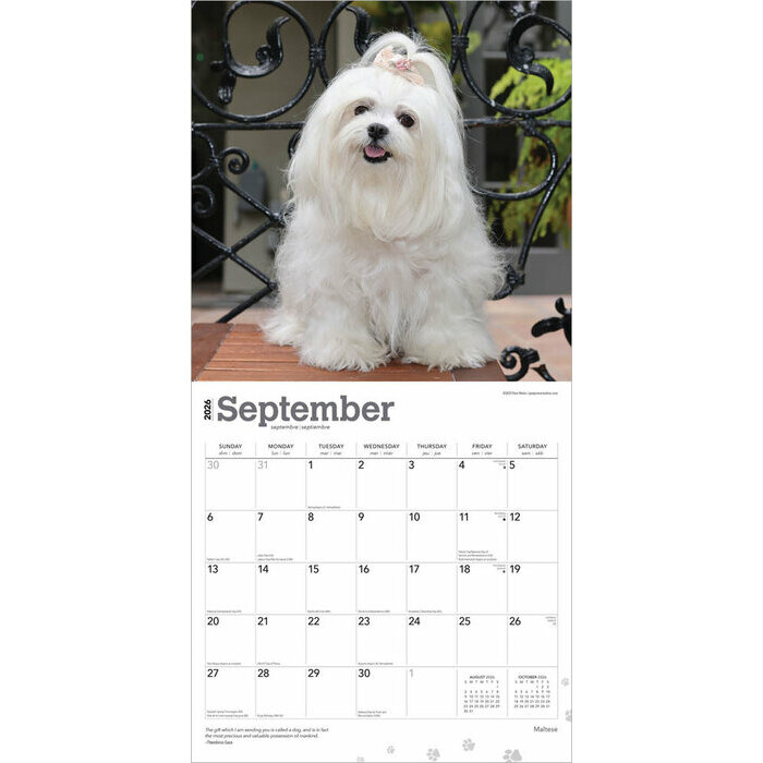Calendrier 2025 Chien Race Bichon Maltais