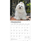 Calendrier 2025 Chien Race Bichon Maltais