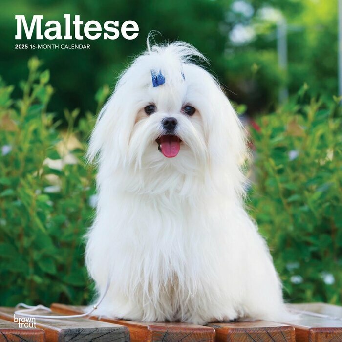 Calendrier 2025 papier Bichon Maltais