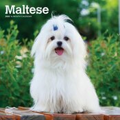 Calendrier 2025 papier Bichon Maltais