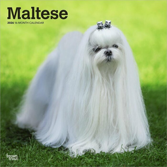 Calendrier Mural 2025 Chien Race Bichon Maltais
