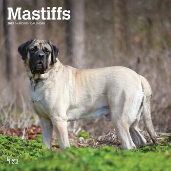 Calendrier 2025 Chien Race Mastiff