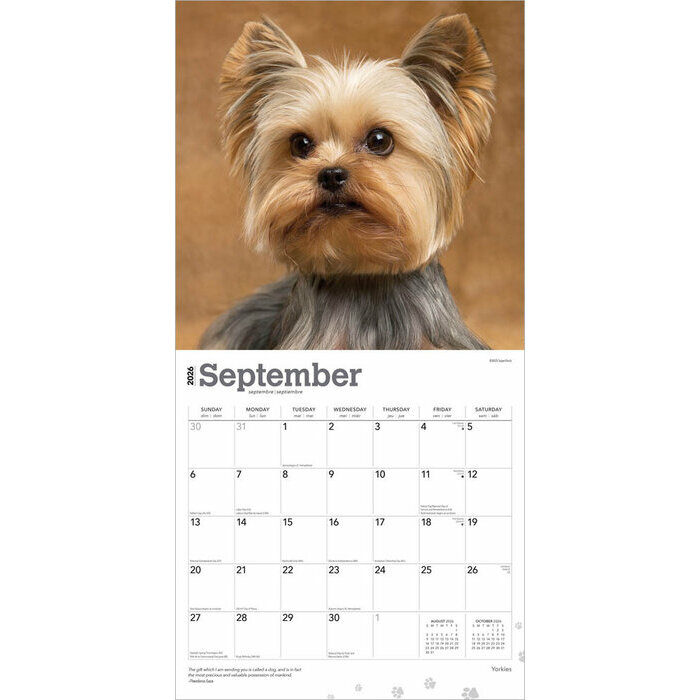 Calendrier 2026 Yorkshire Terrier