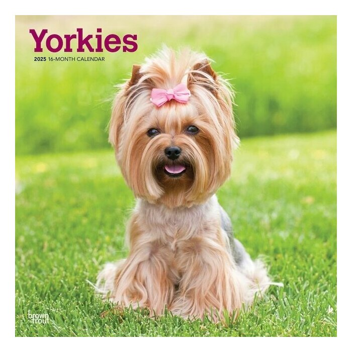 Calendrier Mural 2025 Yorkshire Terrier