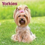 Calendrier Mural 2025 Yorkshire Terrier