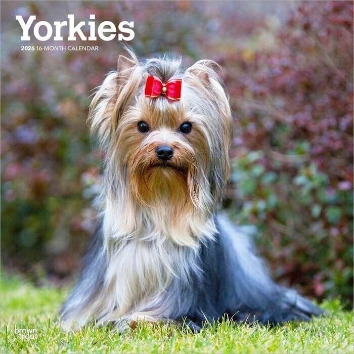 Calendrier Mural 2026 Yorkshire Terrier