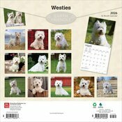 Calendrier 2025 West Highland White Terrier