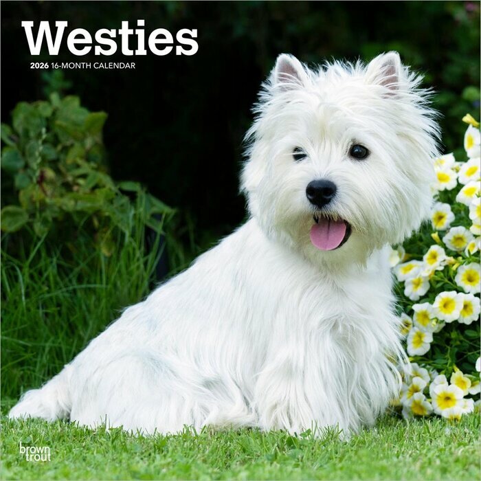 Calendrier Mural 2025 Chien Race West Highland White Terrier