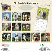 Calendrier 2026 Chien Race Bobtail