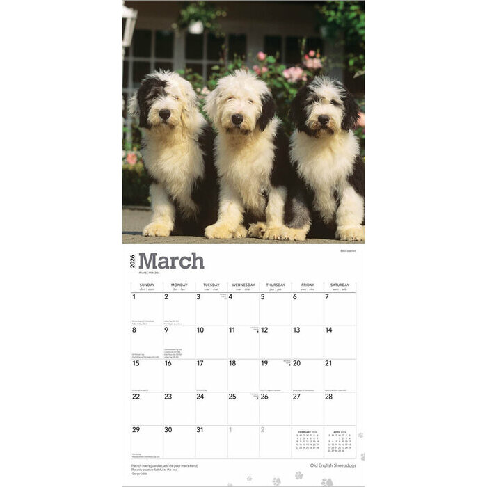 Calendrier papier 2026 Chien Race Bobtail