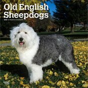 Calendrier Mural 2026 Chien Race Bobtail