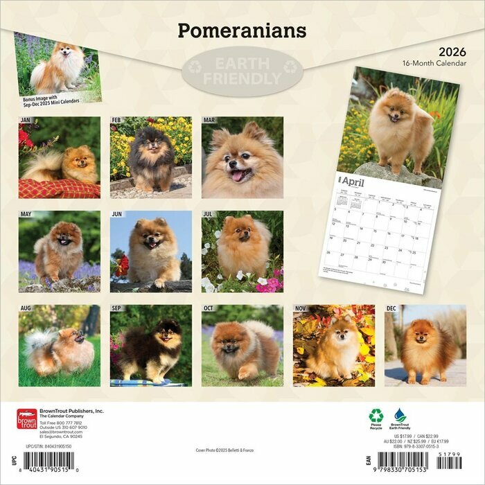 Calendrier 2026 Pomeranian  Spitz Nain