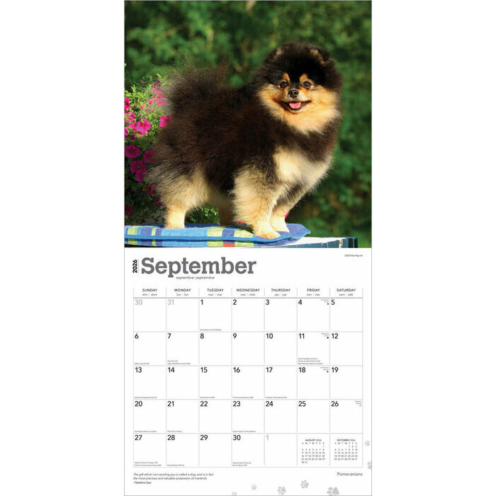 Calendrier Papier 2026 Pomeranian  Spitz Nain