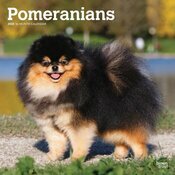 Calendrier 2025 Spitz Nain